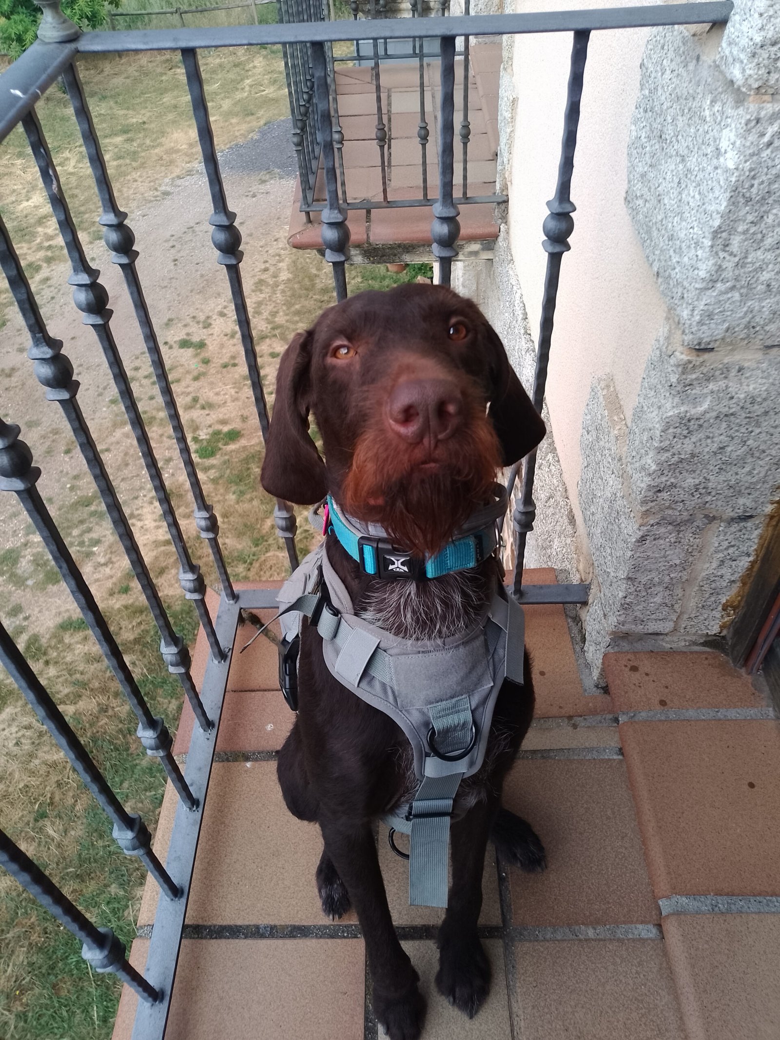 perro genio